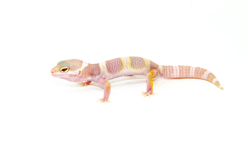 Mack Snow Albino Baby Leopard Geckos